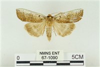 臺洒波紋蛾藏品圖，第1張