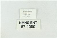 臺洒波紋蛾藏品圖，第3張