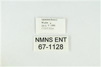 黑翅黃毒蛾藏品圖，第3張