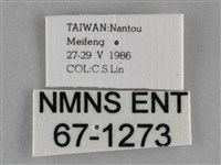 基褐刺蛾藏品圖，第3張