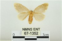 黑翅黃毒蛾藏品圖，第2張