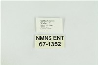 黑翅黃毒蛾藏品圖，第3張