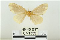 黑翅黃毒蛾藏品圖，第2張