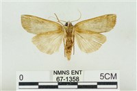 臺洒波紋蛾藏品圖，第2張