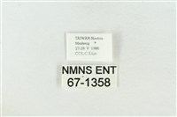 臺洒波紋蛾藏品圖，第3張