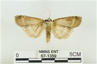 臺洒波紋蛾藏品圖，第2張