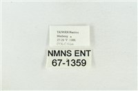 臺洒波紋蛾藏品圖，第3張