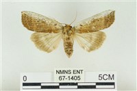 臺洒波紋蛾藏品圖，第1張