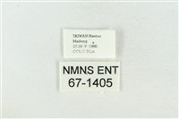 臺洒波紋蛾藏品圖，第3張