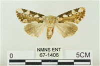 連珠波紋蛾藏品圖，第1張