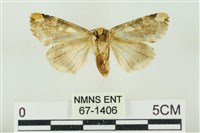 連珠波紋蛾藏品圖，第2張