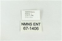 連珠波紋蛾藏品圖，第3張