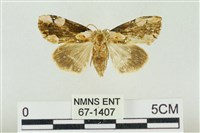 大斑波紋蛾藏品圖，第1張