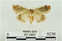 大斑波紋蛾藏品圖，第2張