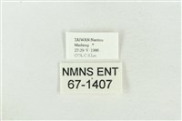 大斑波紋蛾藏品圖，第3張