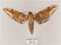 白點天蛾 藏品圖，第1張