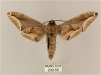 白點天蛾 藏品圖，第2張