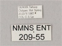 白點天蛾 藏品圖，第3張