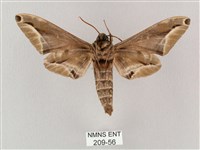 白點天蛾 藏品圖，第2張