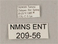 白點天蛾 藏品圖，第3張