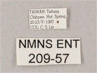 白點天蛾 藏品圖，第3張