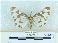 粉蝶燈蛾藏品圖，第2張