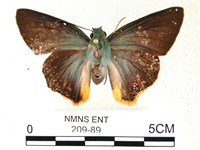 綠弄蝶藏品圖，第1張