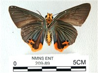 綠弄蝶藏品圖，第2張