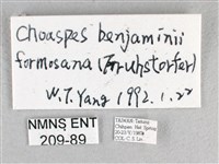 綠弄蝶藏品圖，第3張