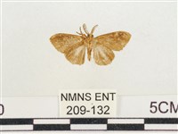 小白紋毒蛾藏品圖，第2張