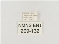 小白紋毒蛾藏品圖，第3張