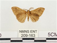 小白紋毒蛾藏品圖，第2張