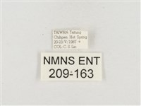 小白紋毒蛾藏品圖，第3張