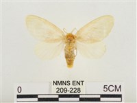 榕透翅毒蛾藏品圖，第1張