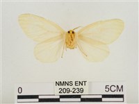 榕透翅毒蛾藏品圖，第2張