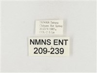 榕透翅毒蛾藏品圖，第3張