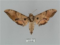 廣東鷹翅天蛾藏品圖，第1張