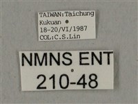 廣東鷹翅天蛾藏品圖，第3張