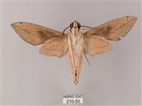 藏斜紋天蛾藏品圖，第2張