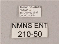 藏斜紋天蛾藏品圖，第3張