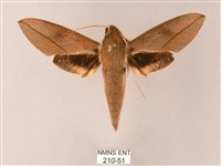 藏斜紋天蛾藏品圖，第1張