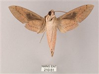 藏斜紋天蛾藏品圖，第2張