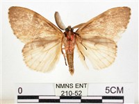 木毒蛾藏品圖，第2張