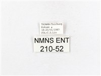 木毒蛾藏品圖，第3張