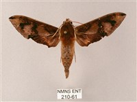 雙斑白肩天蛾藏品圖，第1張