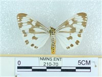 粉蝶燈蛾藏品圖，第1張