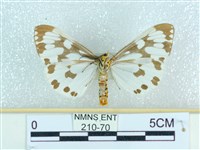 粉蝶燈蛾藏品圖，第2張