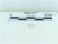 粉蝶燈蛾藏品圖，第3張