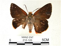 黑齒紋灰褐尺蛾藏品圖，第1張