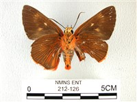 黑齒紋灰褐尺蛾藏品圖，第2張